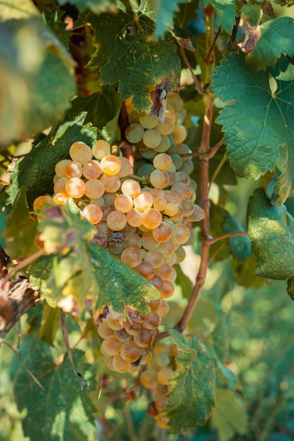 Chateau Artwine Art'ana Esterno foto